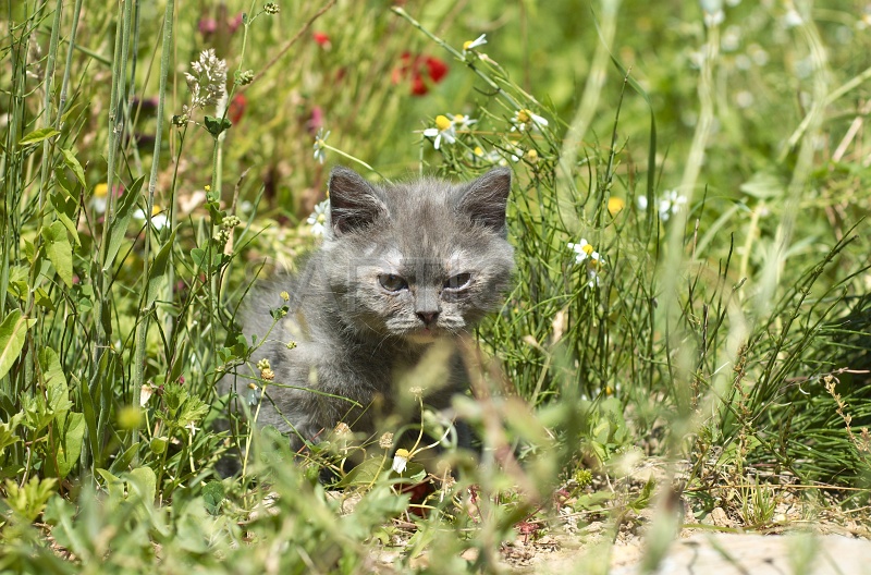 BRITISH SHORTHAIR C048.jpg